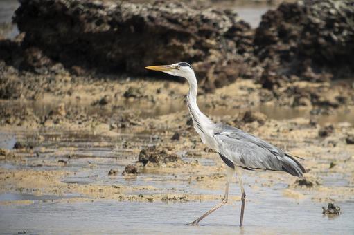 Photo, hawthorn, a heron, bird, 