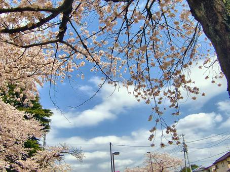 清水公園の桜-128 清水公園の桜-128 清水公園,千葉県野田市,桜の木の写真素材