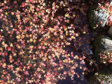 池の中にある紅葉の写真