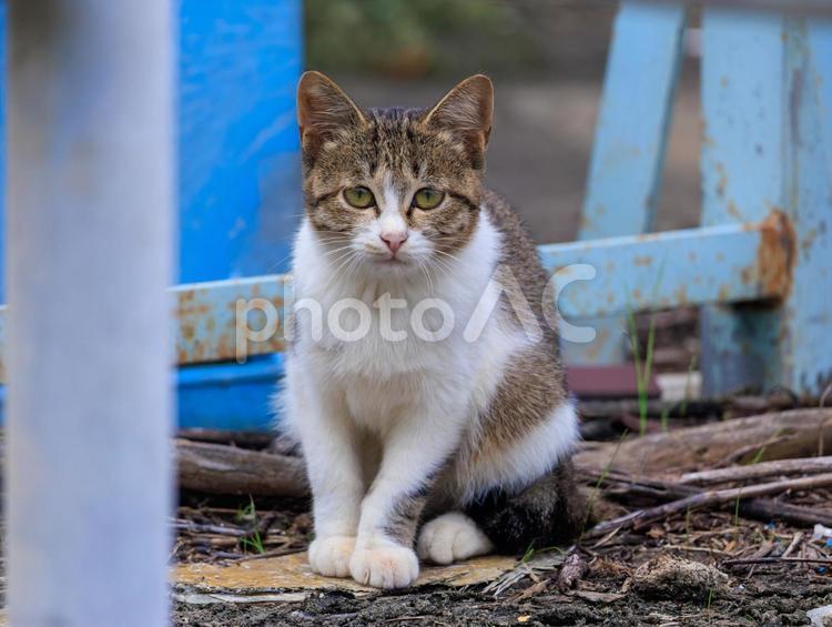 港で育った野良猫さんです。 猫,野良猫,地域猫の写真素材