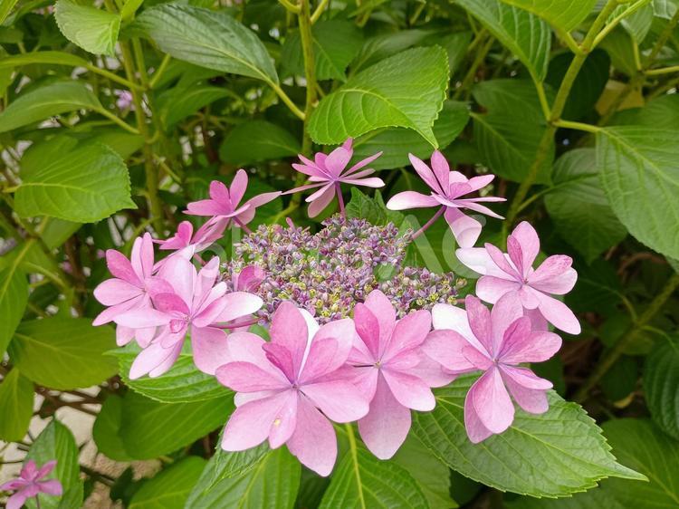 ガクアジサイ ガクアジサイ,あじさい,紫陽花の写真素材
