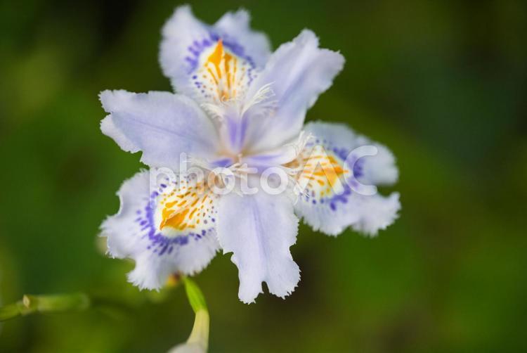 隈取のように鮮やかなシャガの花 花,植物,花びらの写真素材
