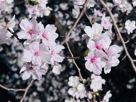 夜桜の写真