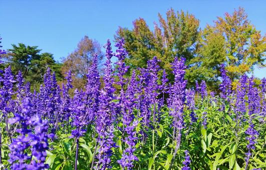 秋咲きの鮮やかなラベンダーの花 秋咲きの鮮やかなラベンダーの花 ラベンダー,花,紫色の写真素材