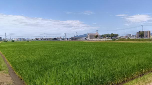 田んぼ　　 田んぼ,農地,地方の写真素材