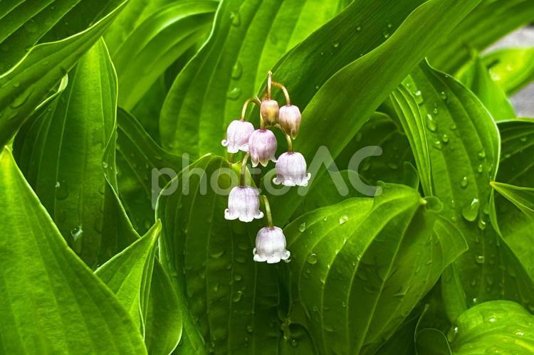 雨上がりのすずらん1 すずらん,雨,止んだの写真素材