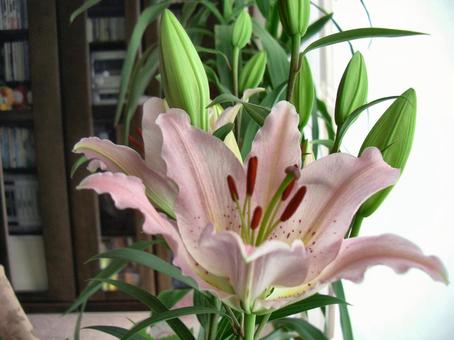ユリの花-6 ユリの花-6の写真