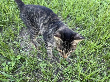 草むらにいた野良猫7 草むらにいた野良猫7の写真