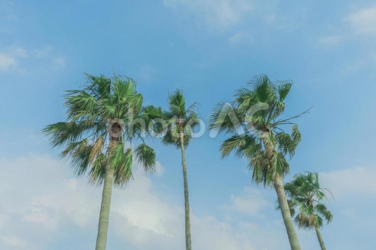 南国の風景素材　イラスト風 風景素材,風景,南国の写真素材