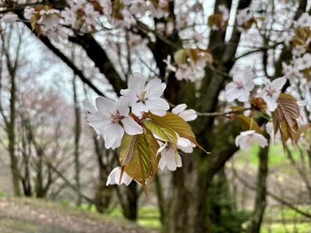 葉桜になってきた桜の木 葉桜になってきた桜の木 さくら,葉桜,花の写真素材