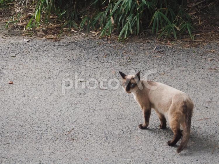 ふりむく野良猫【見返りシャム】 シャム猫,猫,振り返るの写真素材