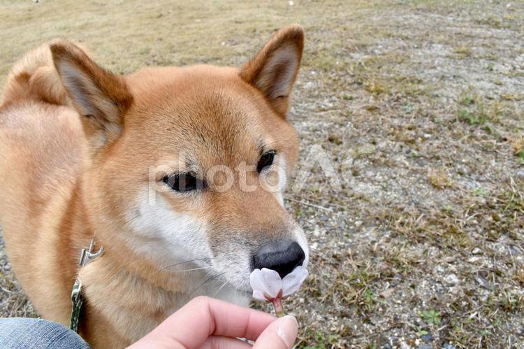 柴犬・桜・花びら 柴犬,柴,犬の写真素材