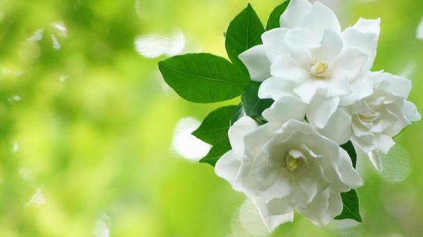 くちなしの花-151 くちなしの花-151の写真