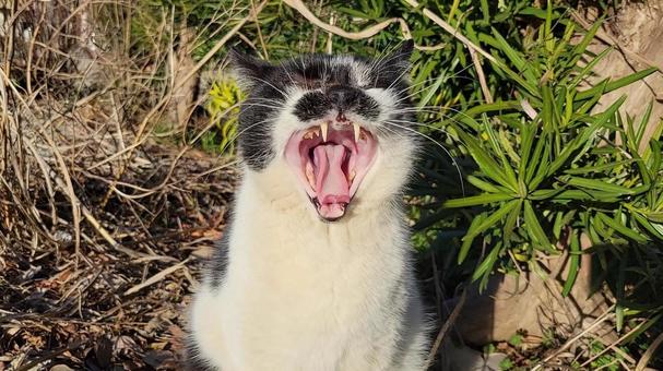 さくら猫 2024.3.22-001 さくら猫 2024.3.22-001 さくら猫,地域猫,catsの写真素材