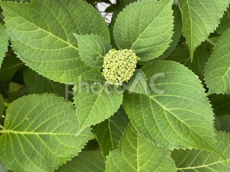 開花前のアジサイの蕾 アジサイ,つぼみ,自然の写真素材