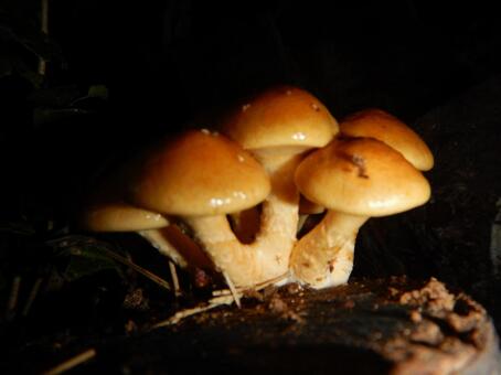 原木なめこ キノコ,茸,なめこの写真素材