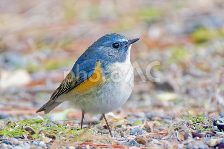 山道に降りて体を膨らますルリビタキ ルリビタキ,瑠璃鶲,オスの写真素材