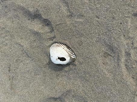 不思議な貝殻 砂浜,貝殻,海の写真素材