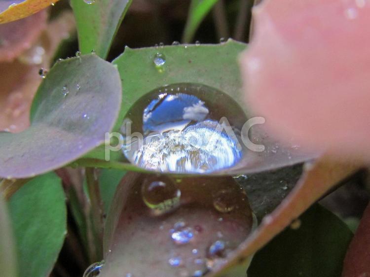 水滴と緑の葉の風景 水滴,しずく,雨の写真素材