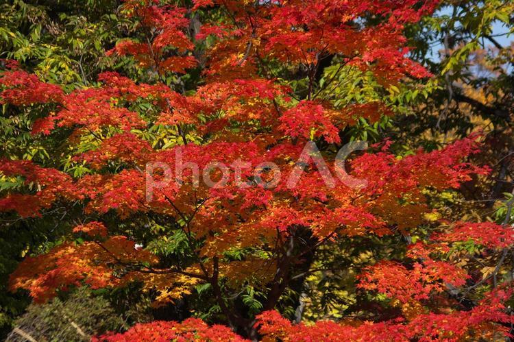 紅葉が美しいうららかな秋 うららか,もみじ,グラデーションの写真素材