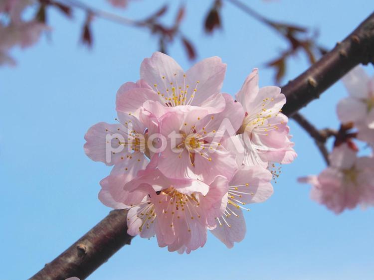 丸まって枝に咲く桜 桜,ソメイヨシノ,春の写真素材