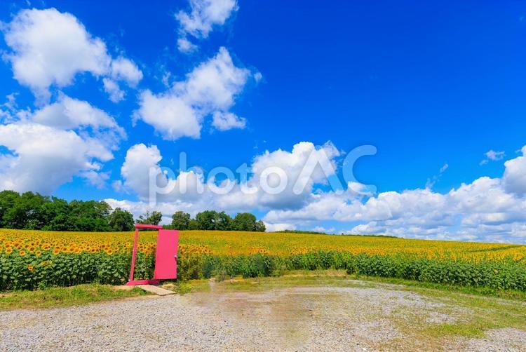 ひまわり畑とピンクのドア ピンクのドア,ドア,ピンクの扉の写真素材