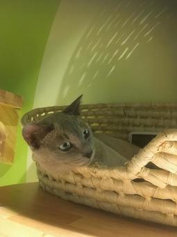 猫 猫の写真