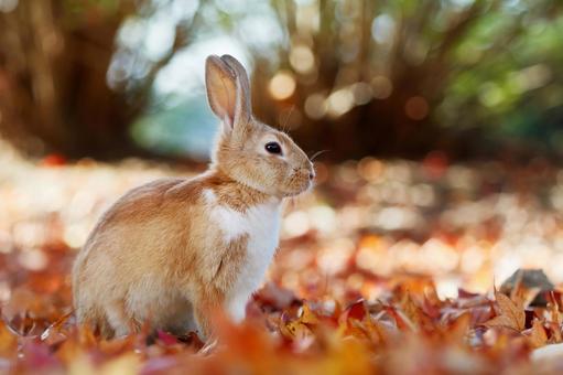 The Rabbits of Okunoshima, JPG The Rabbits of Okunoshima, JPG