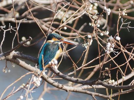 カワセミ カワセミ カワセミ,野鳥,鳥の写真素材