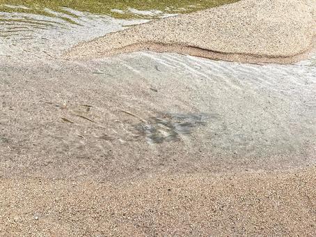 澄んだ水の中を泳ぐ魚たち 澄んだ水の中を泳ぐ魚たち 魚,小魚,砂の写真素材