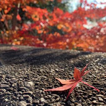 紅葉 紅葉の写真