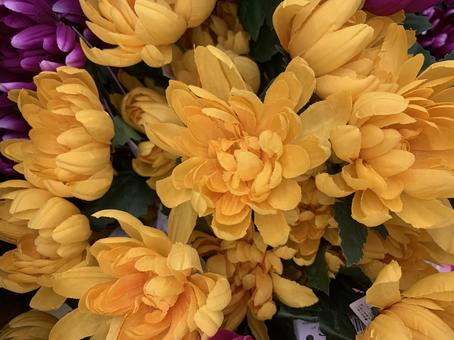 菊 花 菊 花の写真