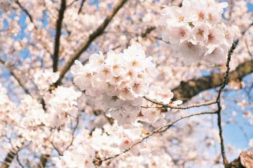春の青空と桜(夕暮れ) 春の青空と桜(夕暮れ)の写真