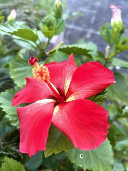 ハイビスカス ハイビスカス 自然,植物,ハイビスカスの写真素材