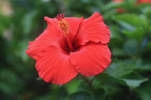 ハワイの花、ハイビスカス満開 ハワイの花、ハイビスカス満開の写真