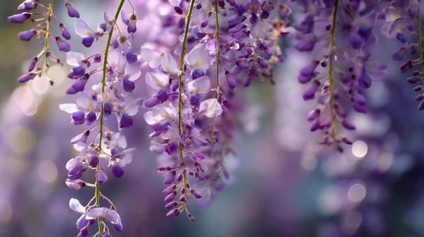 藤の花1 藤の花1の写真