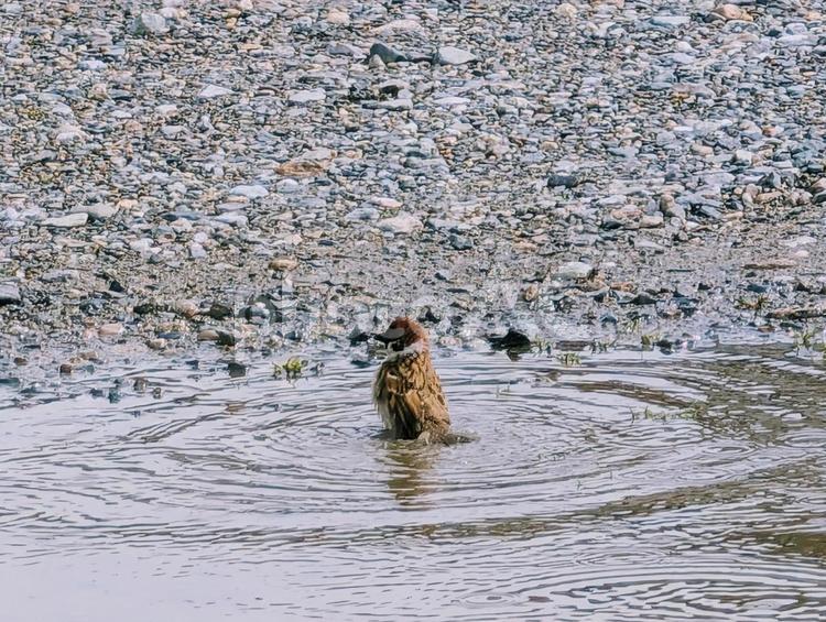 水たまりで水浴びをするスズメ スズメ,水浴び,水たまりの写真素材