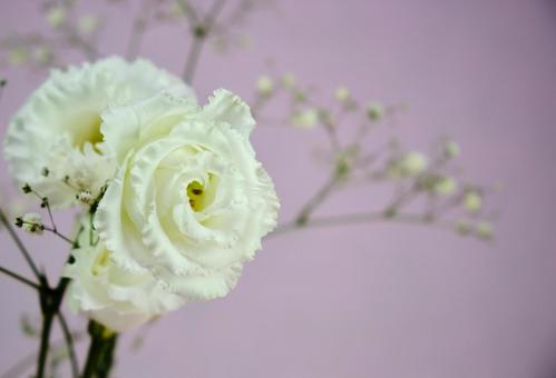 エレガントな白いバラ花の背景 背景,バラ,ローズの写真素材