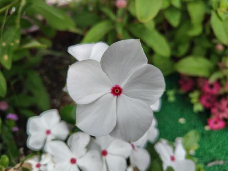 ニチニチソウの写真