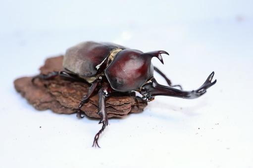 カブトムシ オス 赤色 カブトムシ オス 赤色 カブトムシ,カブト,コガネムシ科の写真素材