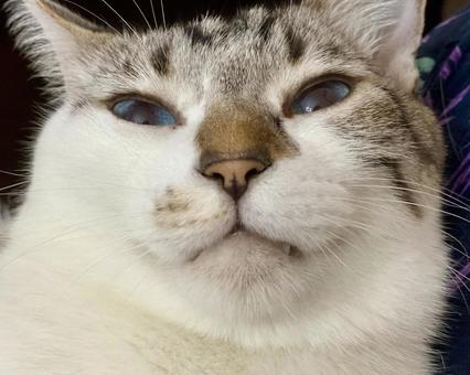 Photo, cat, shamtra, up, 