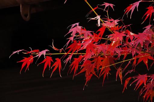 赤く紅葉したモミジ10 モミジ,紅葉,紅葉狩りの写真素材