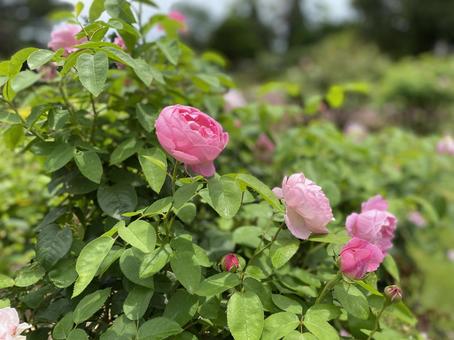 薔薇 薔薇 の写真