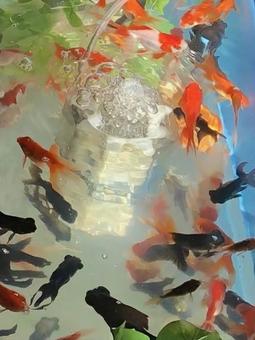 きれいな金魚の背景 きれいな金魚の背景の写真