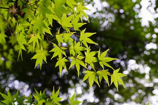 モミジの葉 モミジ,葉,植物の写真素材