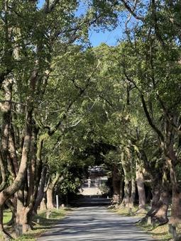  観世音寺(福岡　太宰府市) 木,旧跡,観世音寺の写真素材