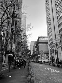 丸の内ストリート 丸の内,ストリート,街路樹の写真素材