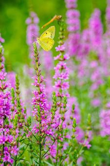 Lythrum salicaria and Colias butterfly (24), JPG