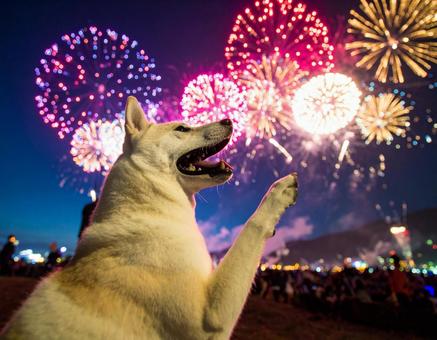 花火と犬 花火と犬の写真