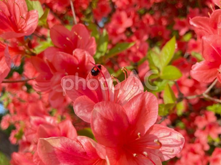 つつじの花にとまっているてんとう虫 つつじ,春,赤の写真素材